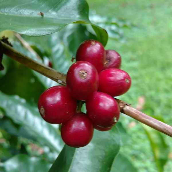 coffee4