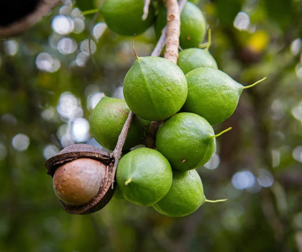 macadamia3