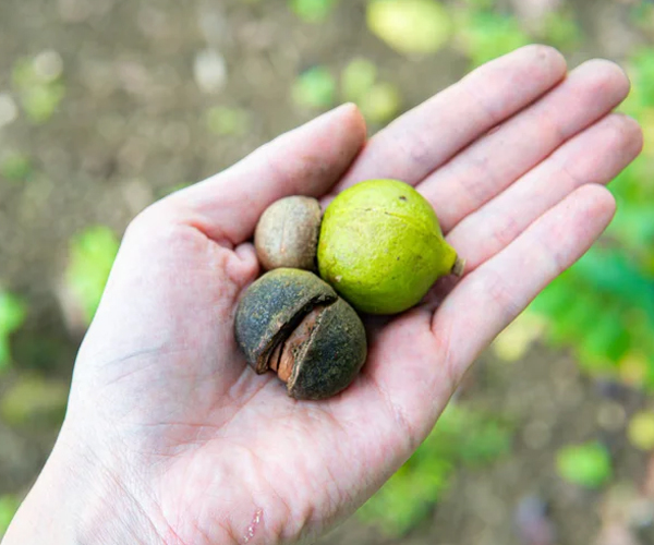 macadamia6