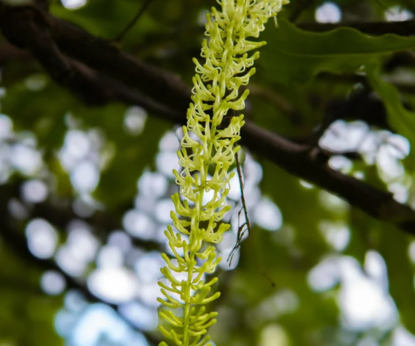 macadamia8