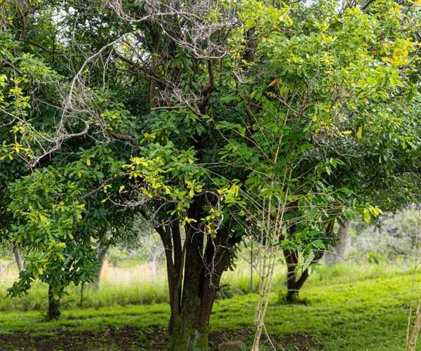 macadamia9